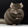 tan chocolate pastel chinchilla photos photographs pictures images